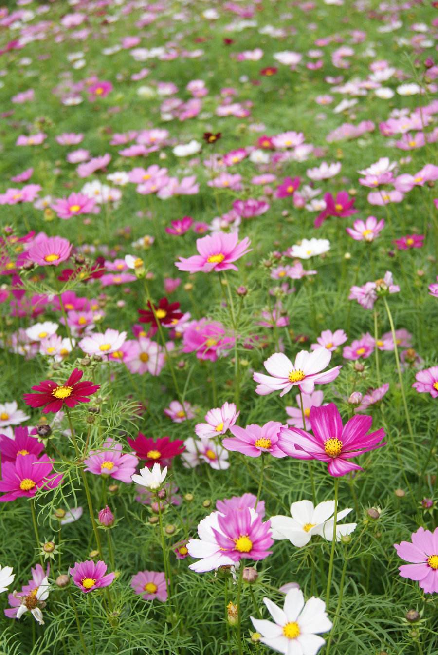 長沙東日園林工程有限公司,長沙園林綠化工程,長沙綠化養(yǎng)護管理 長沙東日園林工程有限公司,長沙園林綠化工程,長沙綠化養(yǎng)護管理